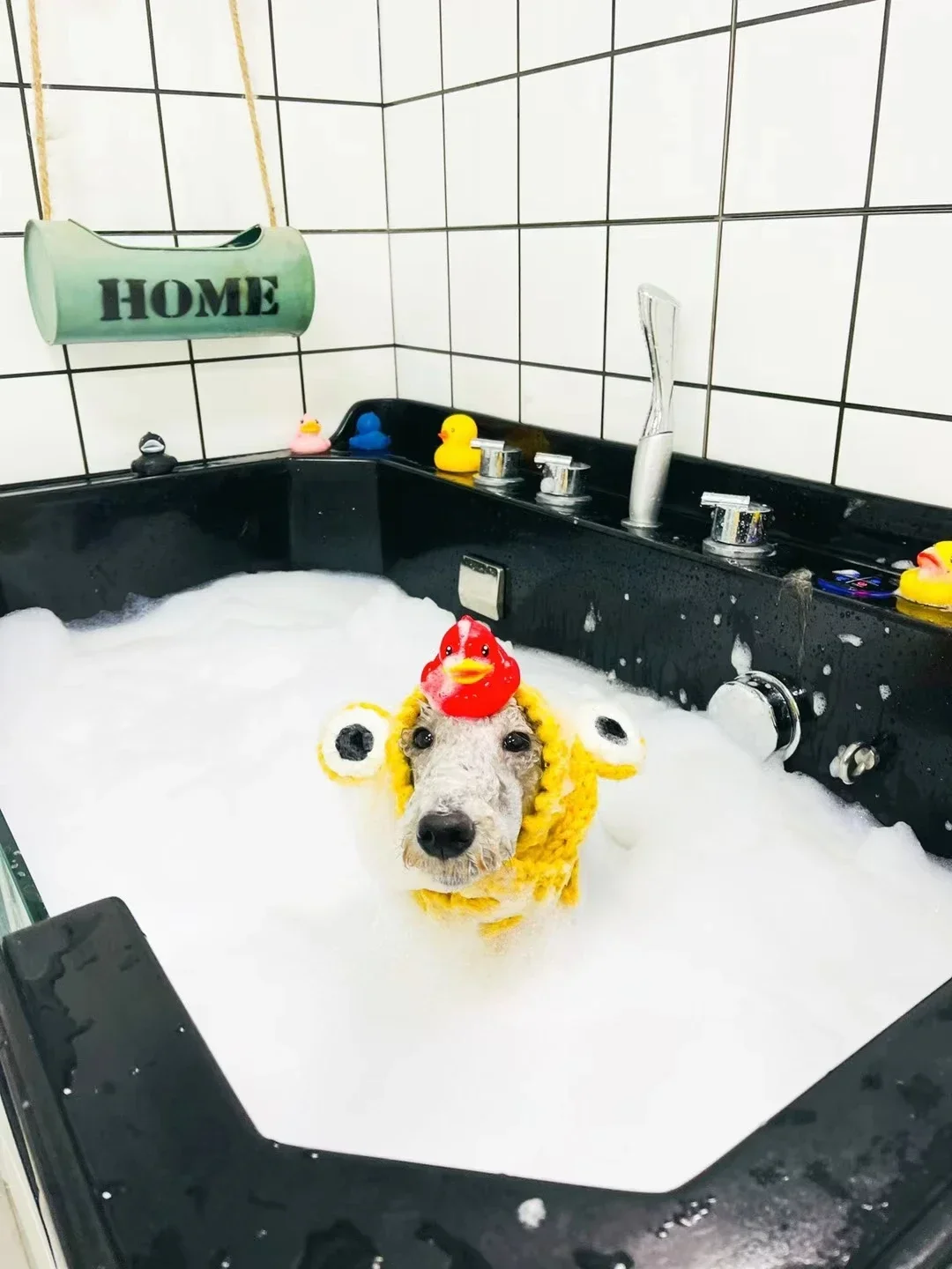 

Bestseller Hot Sales Acrylic Pet SPA Bathtub, Large Dog Pet Store Specific Bathtub, Bath Pool, Spa Machine 7312