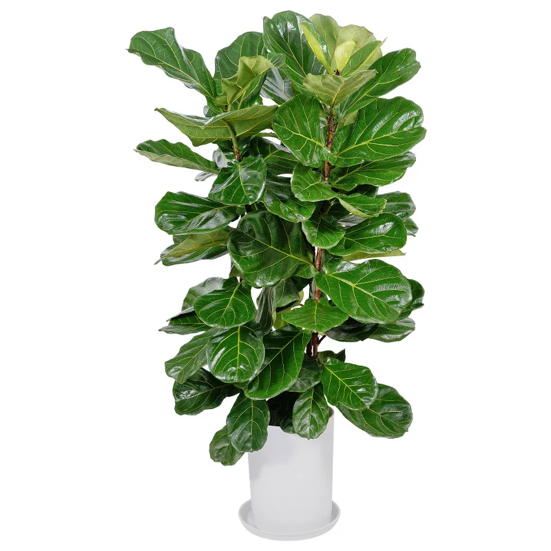 

1.6-1 meters large green plant big leaf fir indoor air purification Nordic wind