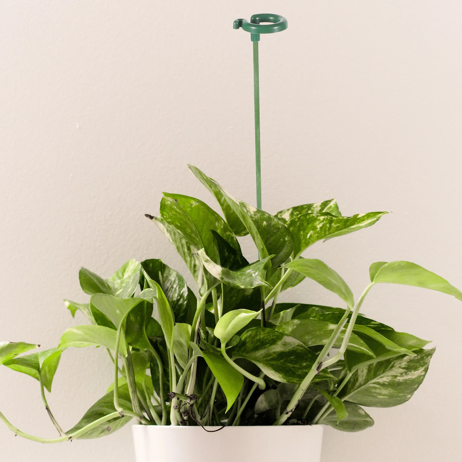 10 pçs estacas de crescimento haste única hastes de flores vaso planta suporte rack jardim planta suporte estacas vaso de flores escalada treliça