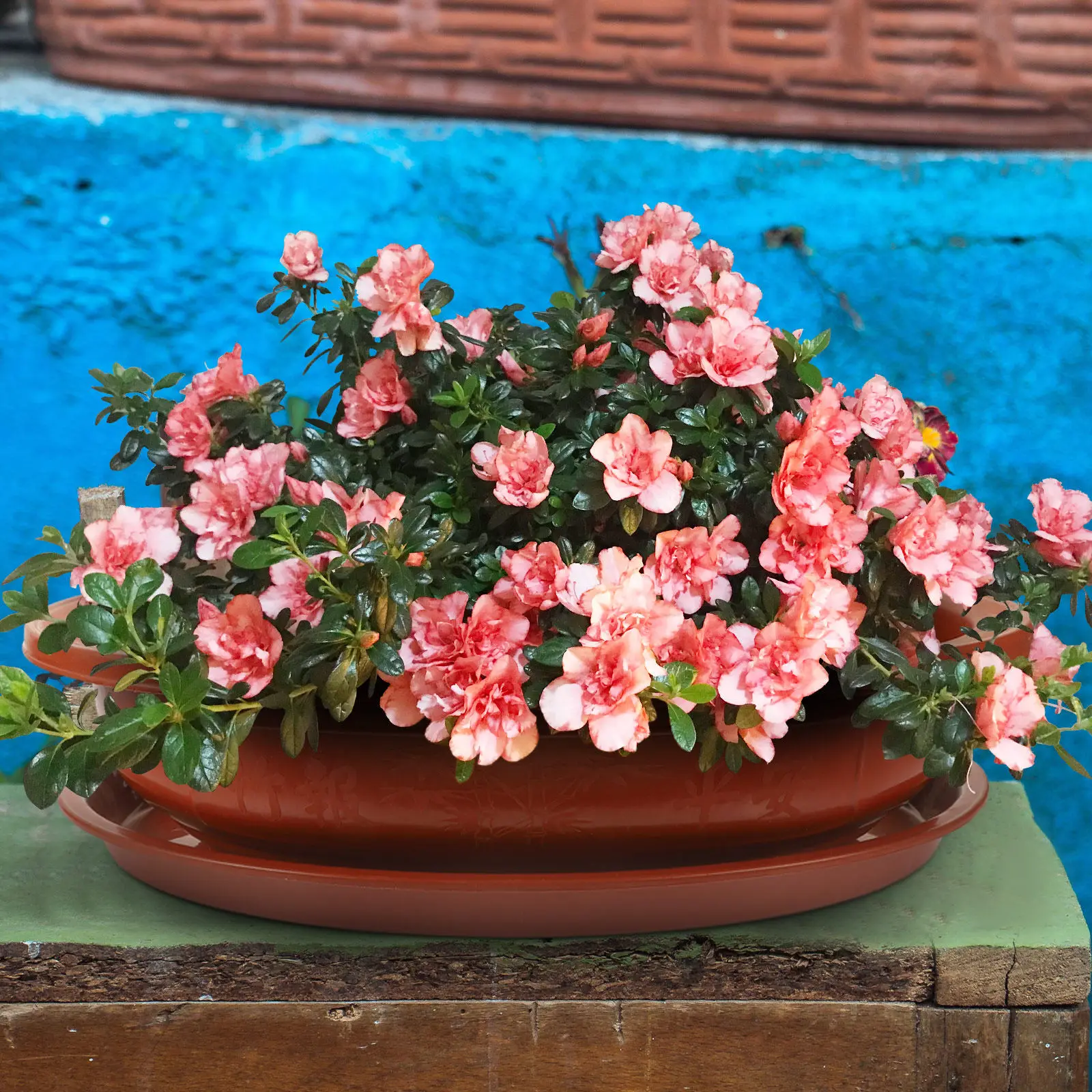1Set Oval Plastic Flower Pot with Drainage Holes Breathable Gardening Planter for Indoor Outdoor Bonsai Office