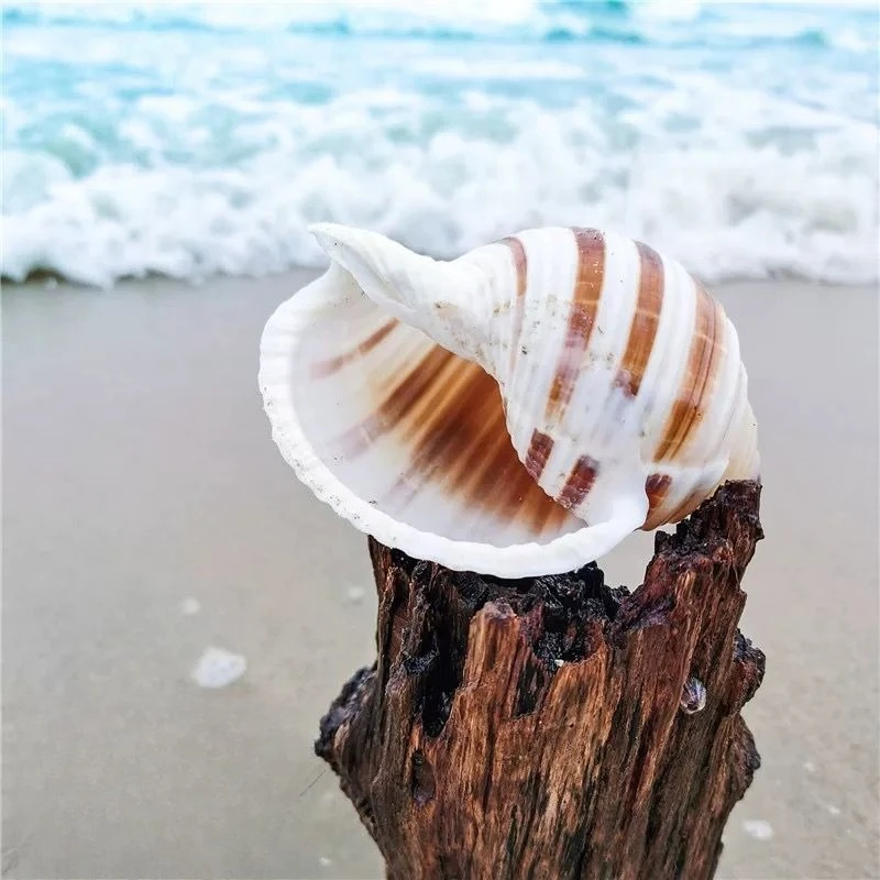 [Screw Art] Natural Shell Big Conch Snail Qin Screw Scallop Fish Breeding Shell Succulent Flower Pot Fish Tank Ornament