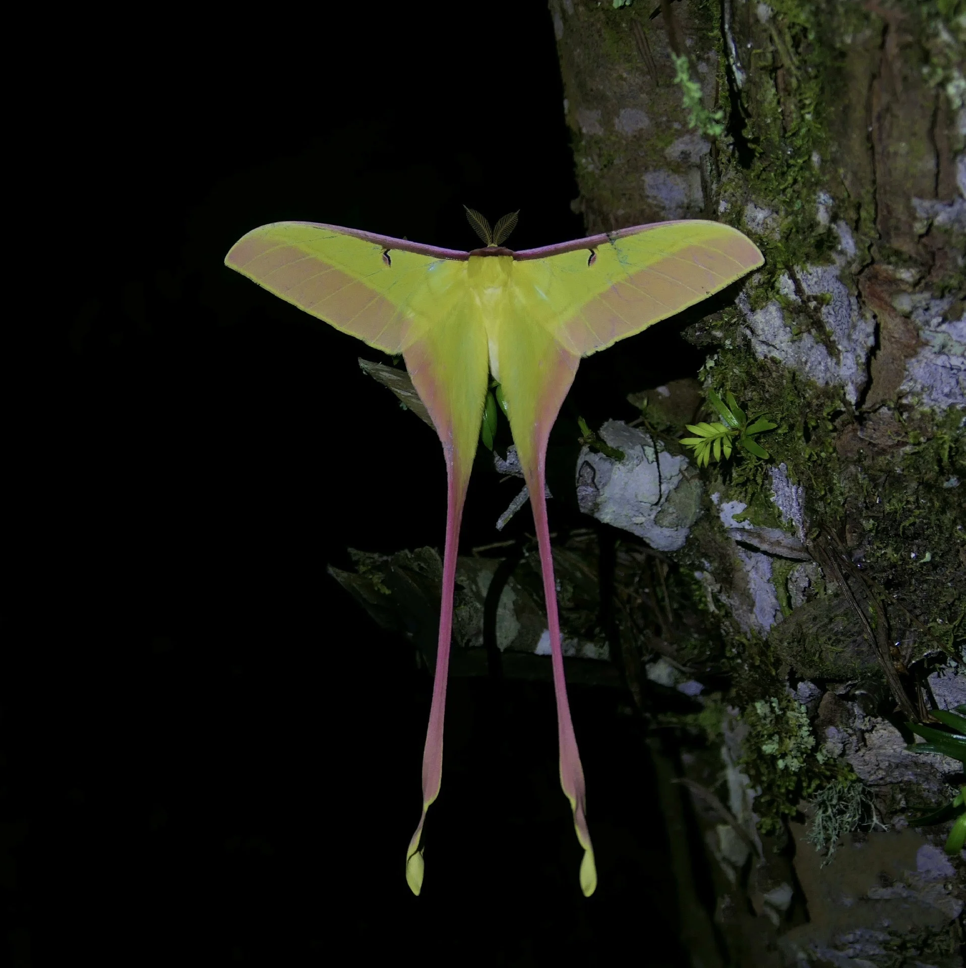 1 PC Natural moth/butterfly  specimens （Actias dubernardi）Artwork Material Home Decoration DIY
