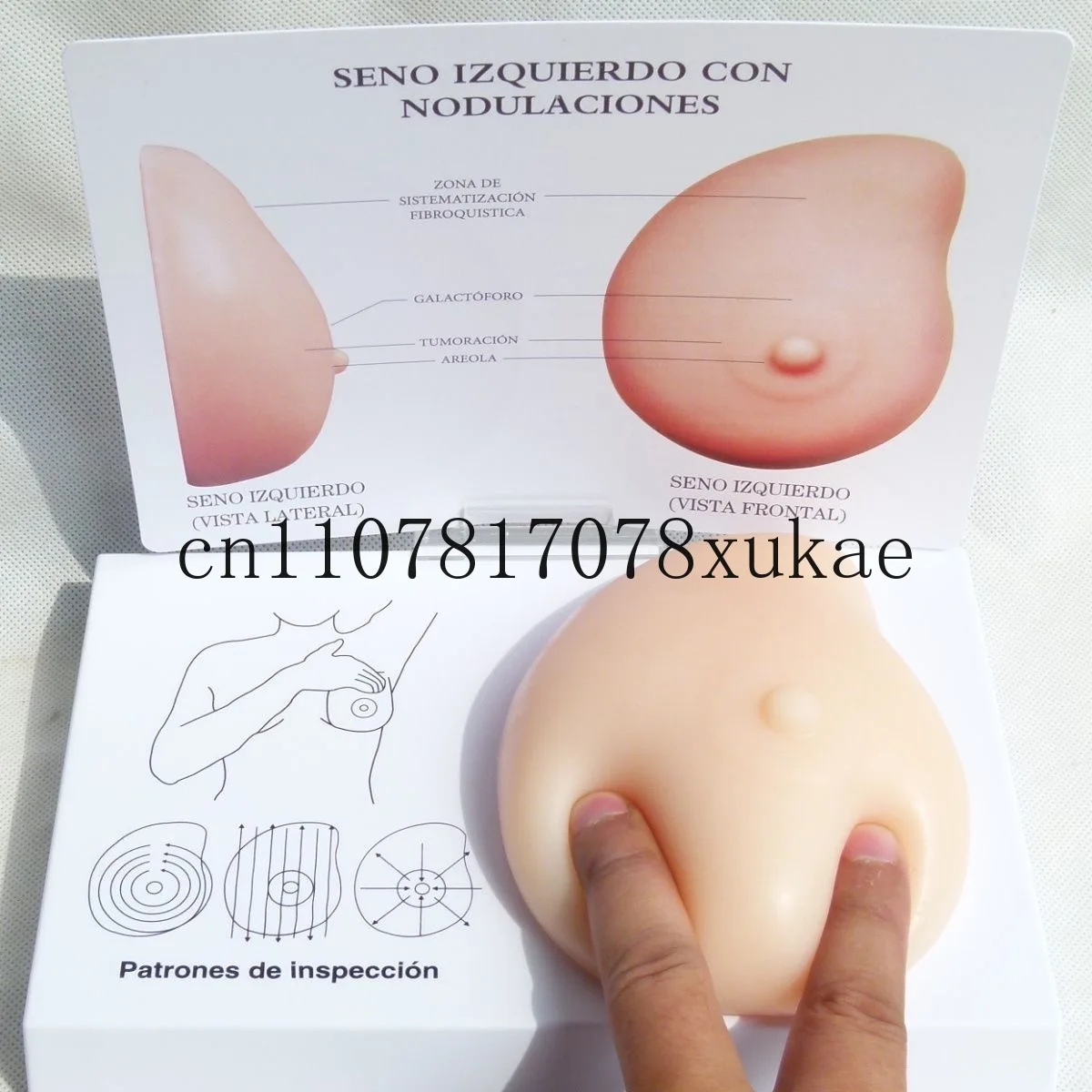 

Human Pathological Anatomy Breast Self Exam Model Irregular Masses Pathological Examination Model