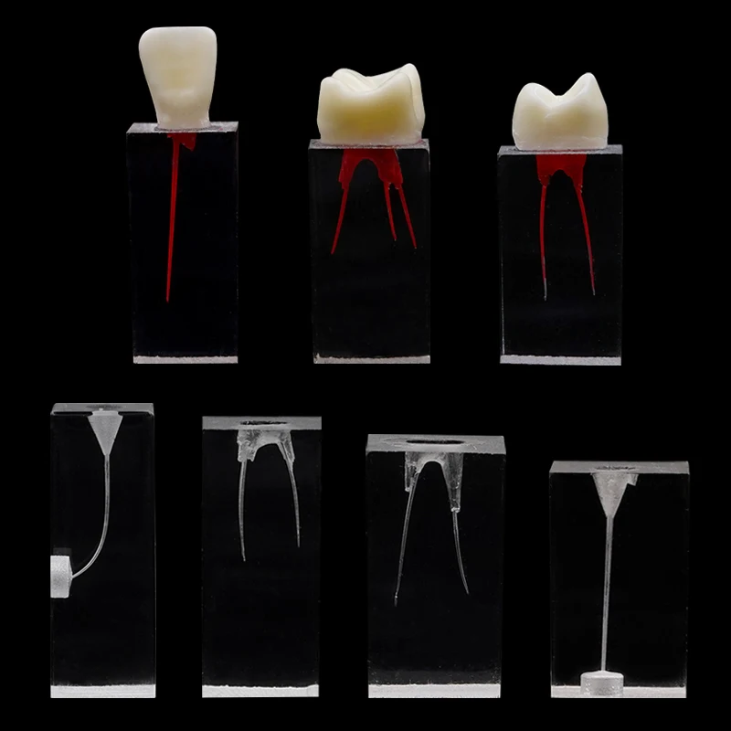 1pc Dental Endo szkolenia blok Model zęba praktyka nauczania miazga miazga jamy wyczyść żywica endodontyka kanał korzeniowy stomatologia