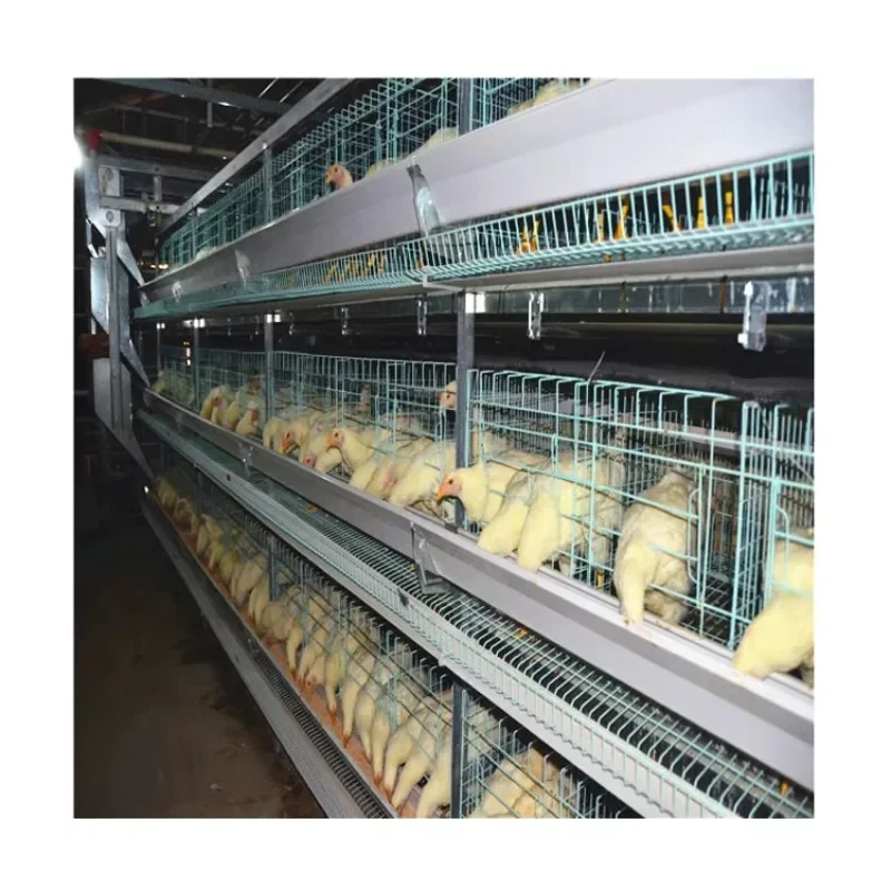 H Type Intelligent automatic battery broiler chicken cage for poultry farm