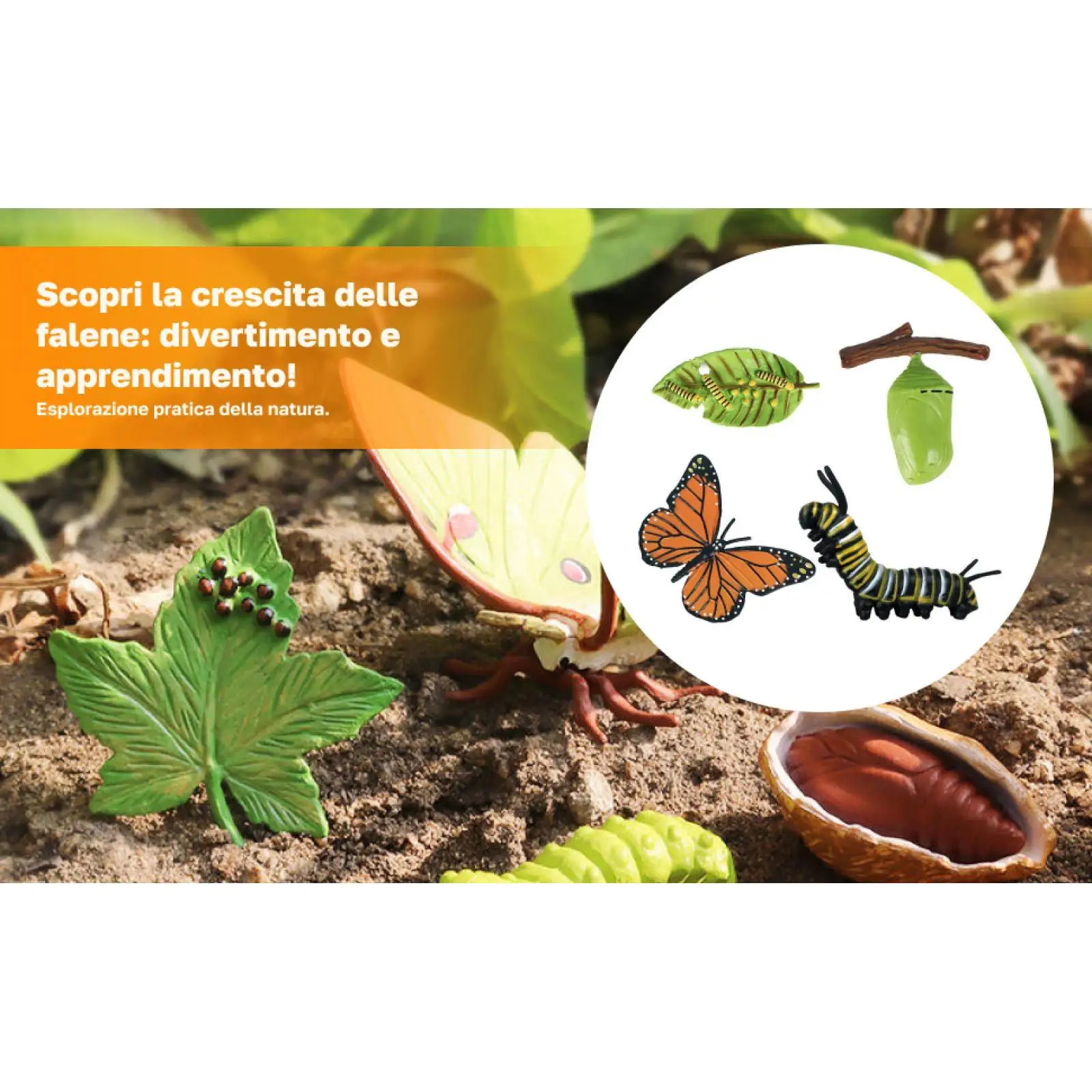 What is the Life Cycle of a Butterfly? A Complete Guide to Understanding Butterfly Development