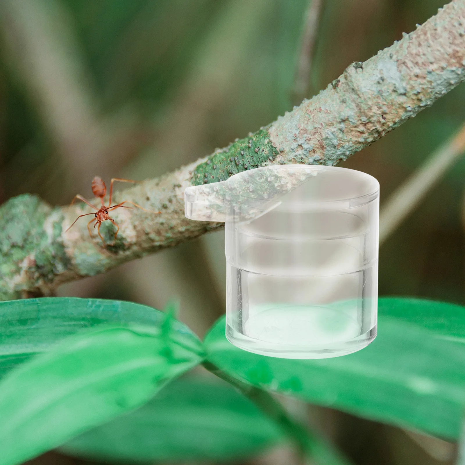 

Ants Water Feeding Bowl Acrylic Material Clear Feeder Practical Texture Excellent Science Observation Accessory
