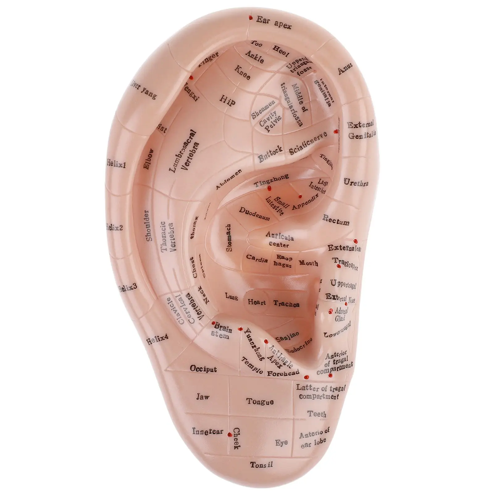 

1pc PVC Soft Auricular Ear Model Acupoint Learning Tool Massage Therapy Practice Human Body Structure Teaching Aid Medical