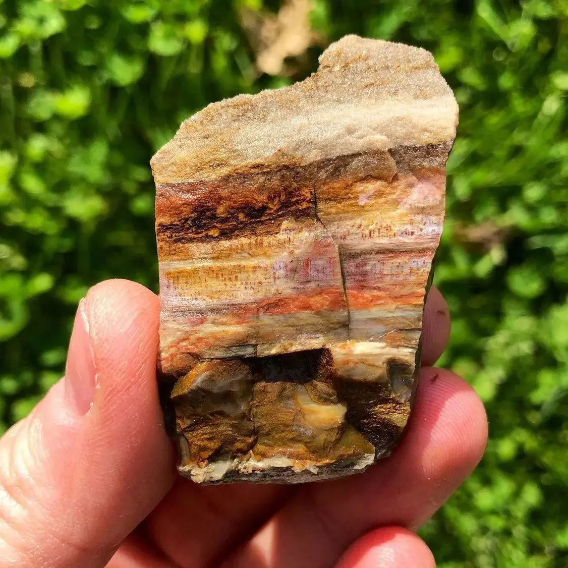 

1pc Raw Petrified Wood Stone, Crystals for Spiritual Growth, Rustic & Earthy Home Decor Gift, Crystal Collectible, Holidays Gift