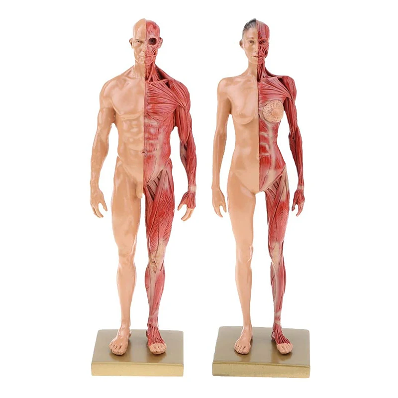 

30 см мужской женский смола человеческие мышцы скелет анатомия череп кость медицинский художник манекен для рисования