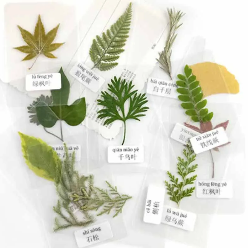 Real Natural Plant Green Leaf Specimen Over Plastic Dried Flowers Embossed Green Leaf Labels Dried Flower Leaves Teaching Aids