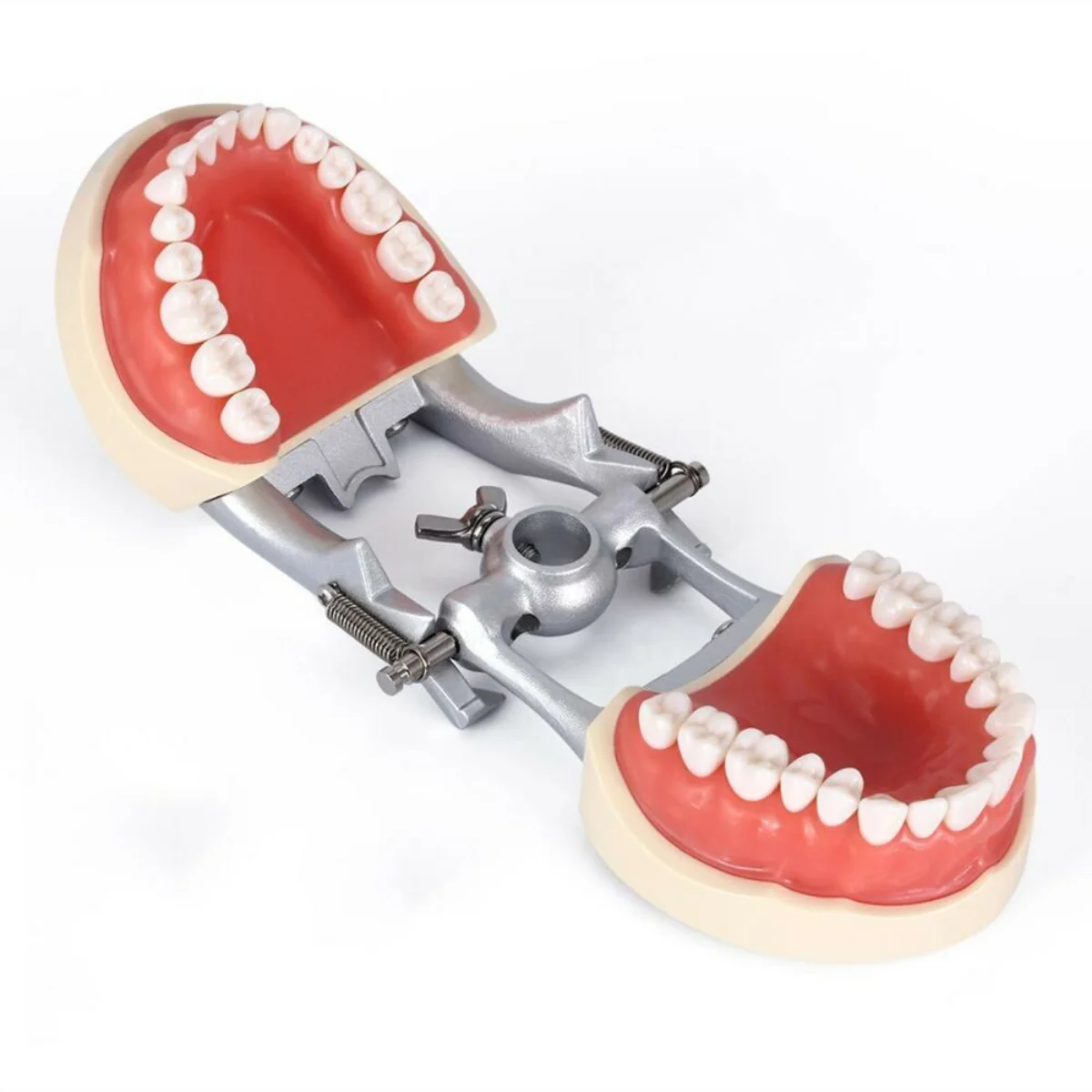 Teeth Model Kilgore NISSIN 200 Type Typodont Model Removable