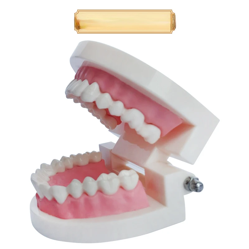 

Dental Health Care Model Kindergarten Teaching Aids Children's Brushing Toys Demonstration Structure