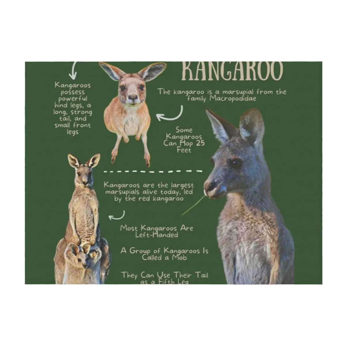 

Kangaroo Fun Facts Throw Blanket Thin Soft Beds Plaid For Decorative Sofa Blankets