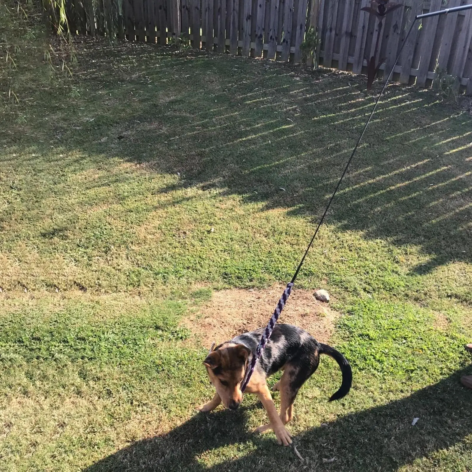 Interactive Dog Teaser Wand for Play and Obedience Training with Retractable Pole and Rope Toy for Outdoor Chasing Fun Exercise