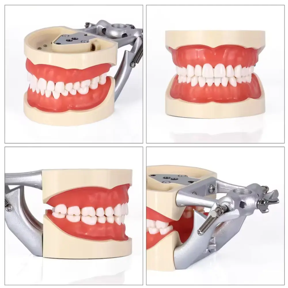 Dental Teeth Model 32pcs Removable Teeth Standard Study Teaching Typodont Demonstration Model Dentistry Clinic Dentists