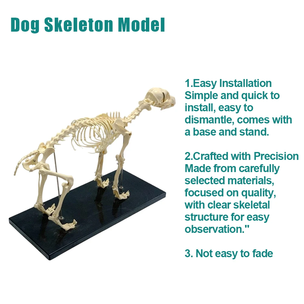 Dog Skeleton Model, Life Size Orthopedic Anatomical Display with Movable Joints for Veterinary Education, Canine Anatomy Study