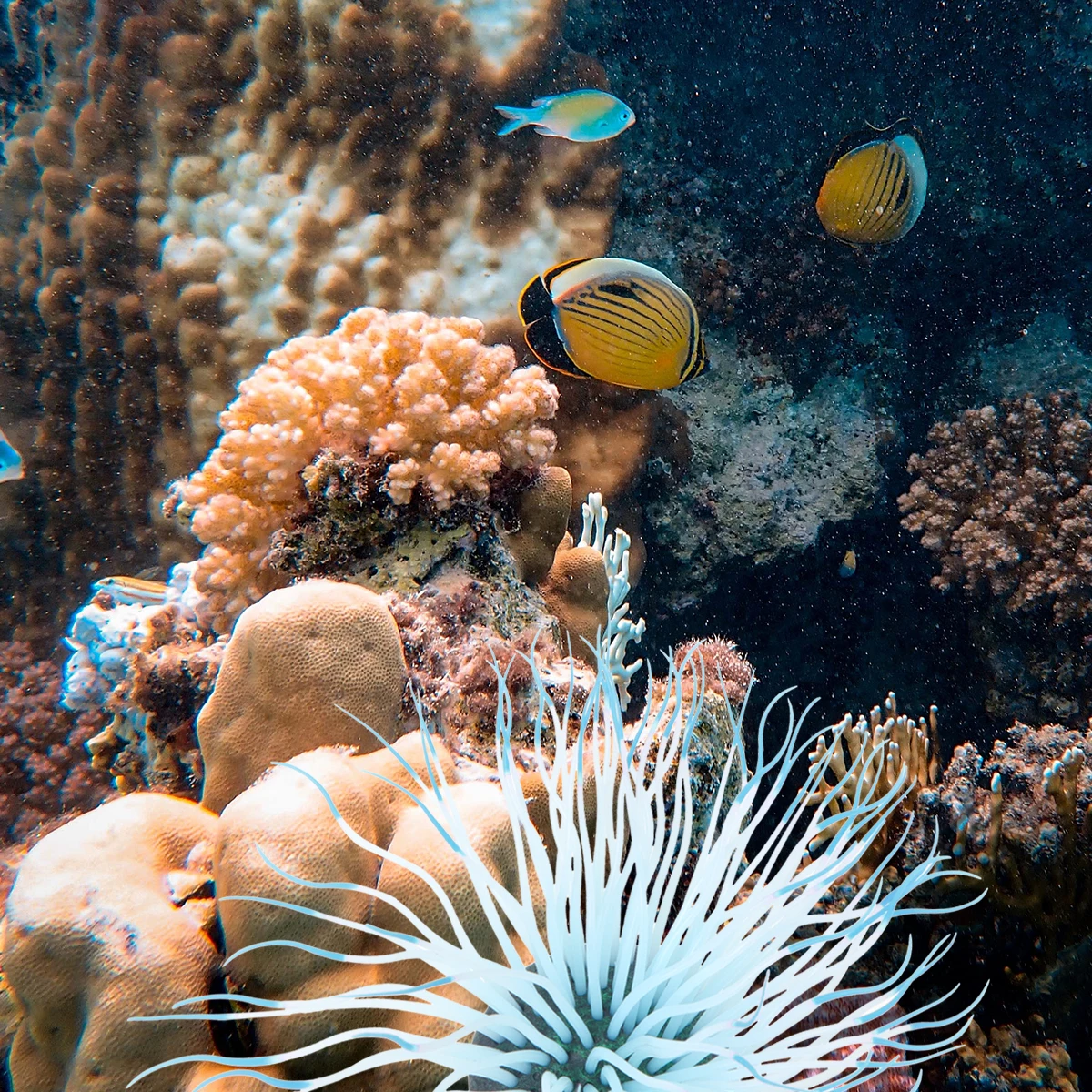 

Aquarium Coral Simulated Fish Tank Decoration Ornaments Artificial Fake Plants Aquariums