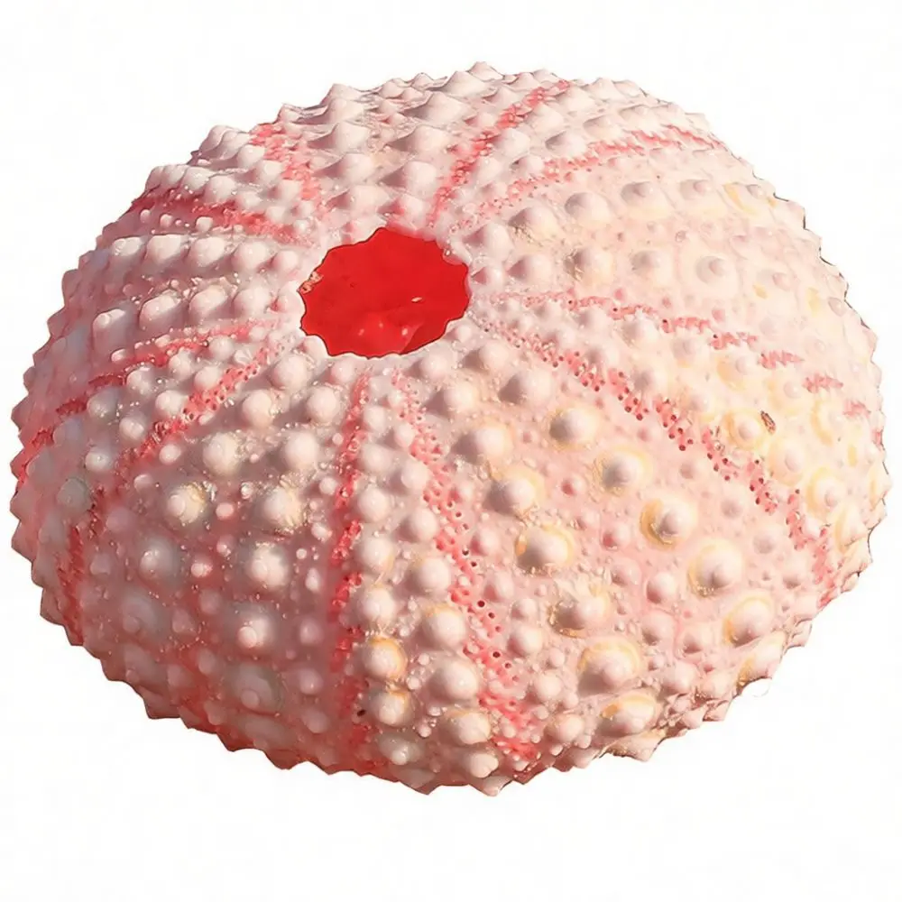 Natural Sea Urchin Dreamy Decoration Crafts Handmade Night Light Making Materials Mediterranean Home Ornament