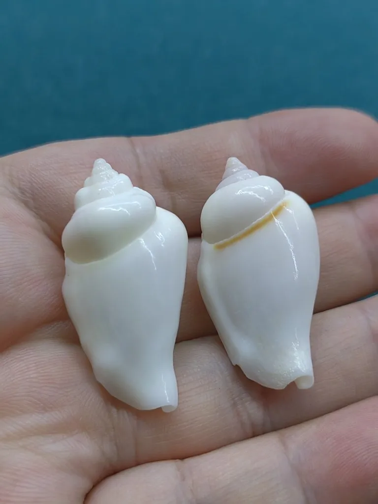 3-4cm Natural Sea Shells Conch Beach Decor Hermit Crab Shell Changing Marine Style Fish Tank Seashells Conch Embellishment