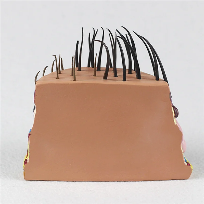 AK51-NEW Human Skin Anatomy Model Hair Growth Process Follicle Skin Structure Anatomical  Teaching Display