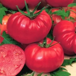 12 meilleures graines de bonsaï en ventes - No 3