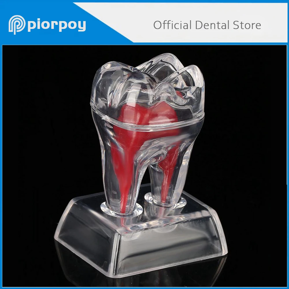 PIORPOY Dental Transparent Teeth Model Crystal Base Hard Plastic Molar Model Separable Dental Tool Dropship