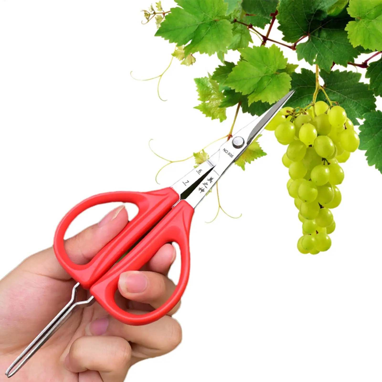 2 in 1 Grape Scissors with Tweezers Stainless Steel Pruning Shears Garden Tool for Fruit Picking Bonsai Trimming Vegetable Patch