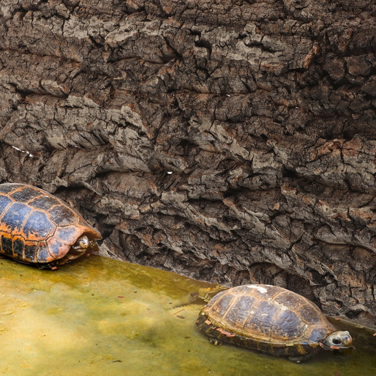 

Natural Cork Bark Decorative Background for Reptile Terrarium Fish Tank Bearded Dragon Gecko Snake Tank Wall Decor