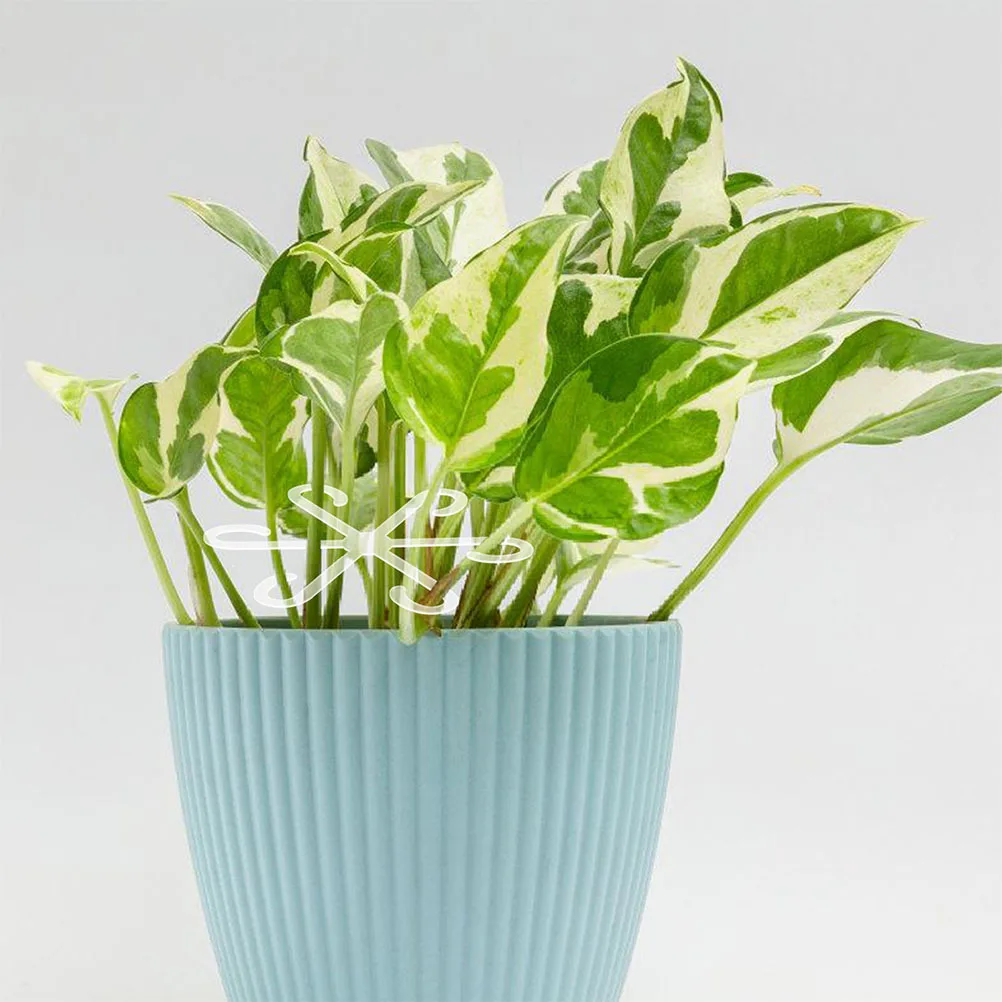 

2pcs Plant Stem Support Holder Acrylic Flower Stem Fixator For Indoor Plants Vegetables Garden Stable Durable Plant Support Tool