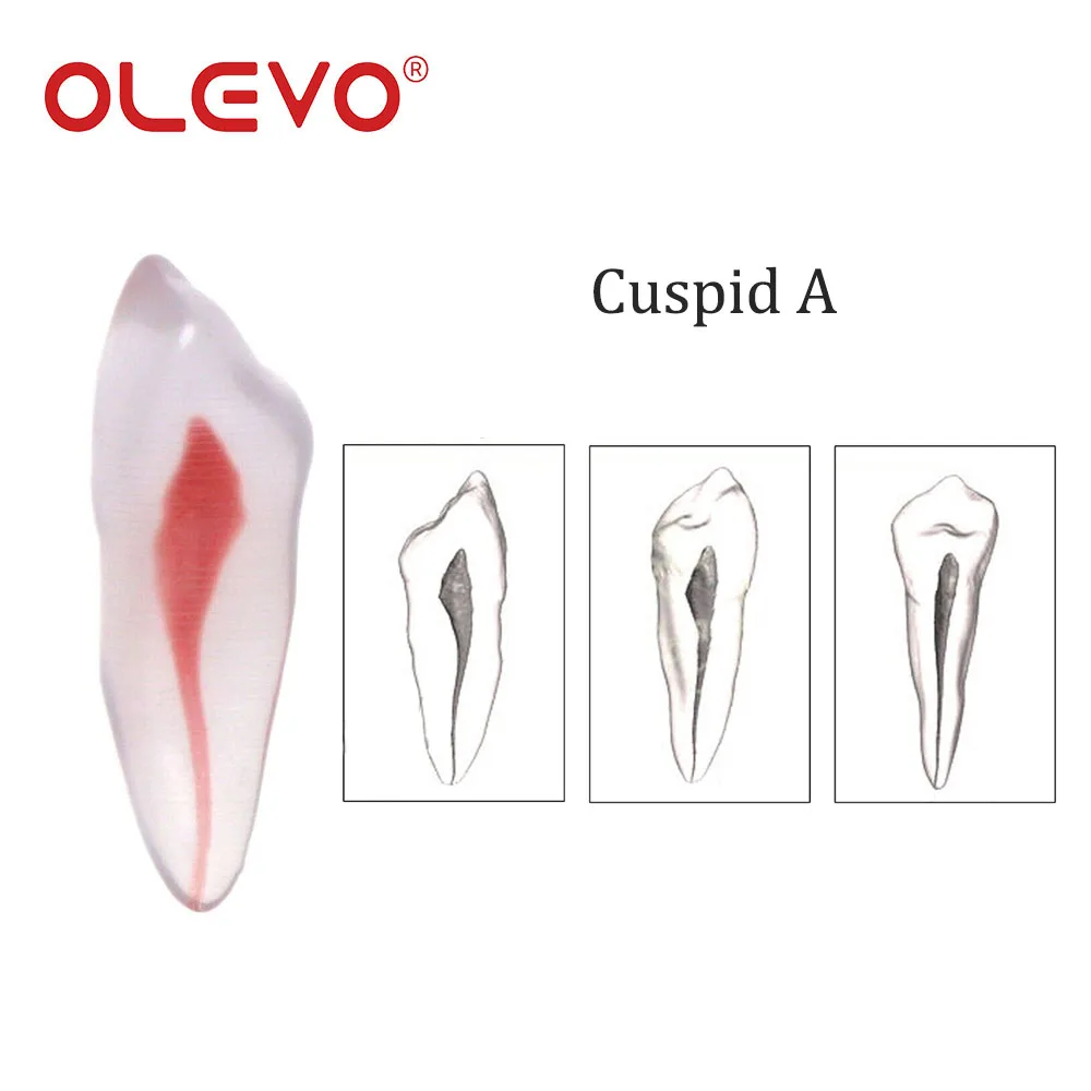 OLEVO 1 Pcs Dental RCT Endo Training Teeth Root Canal Model 3D Curved Premolar Cuspid Teeth Models 12 Sizes Endodontic Teaching