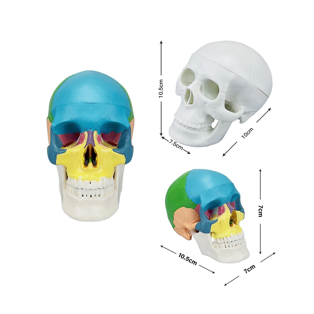 Mini 3D Human Anatomical Skull Model Anatomical Head Model for Dental Technician Student Practice Training Studying