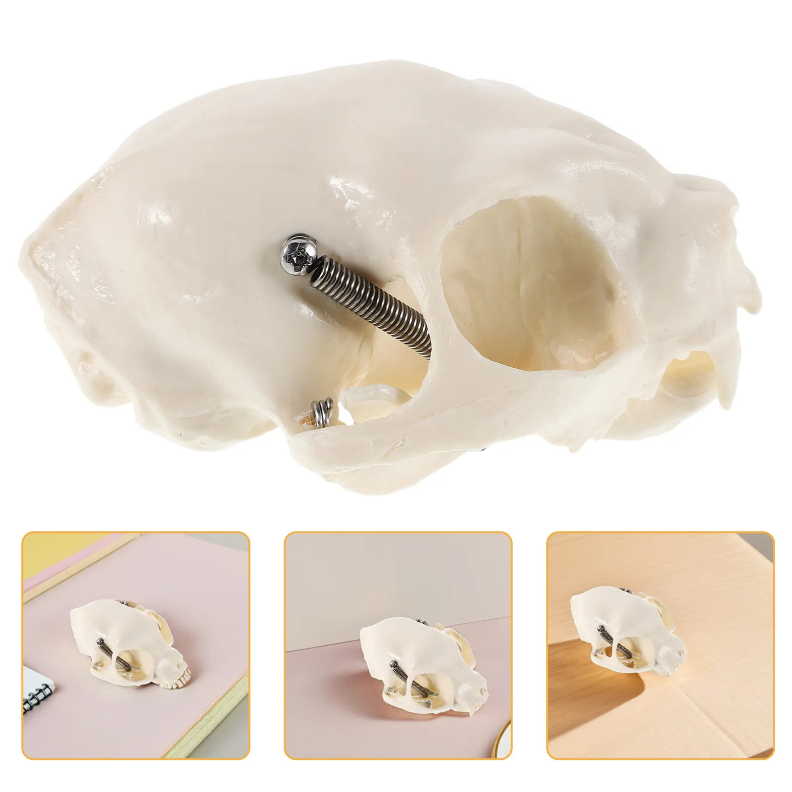 

Cat Skull Anatomical Display Realistic Detailed Craftsmanship Educational Teaching Reference Home Decor Fish Tank