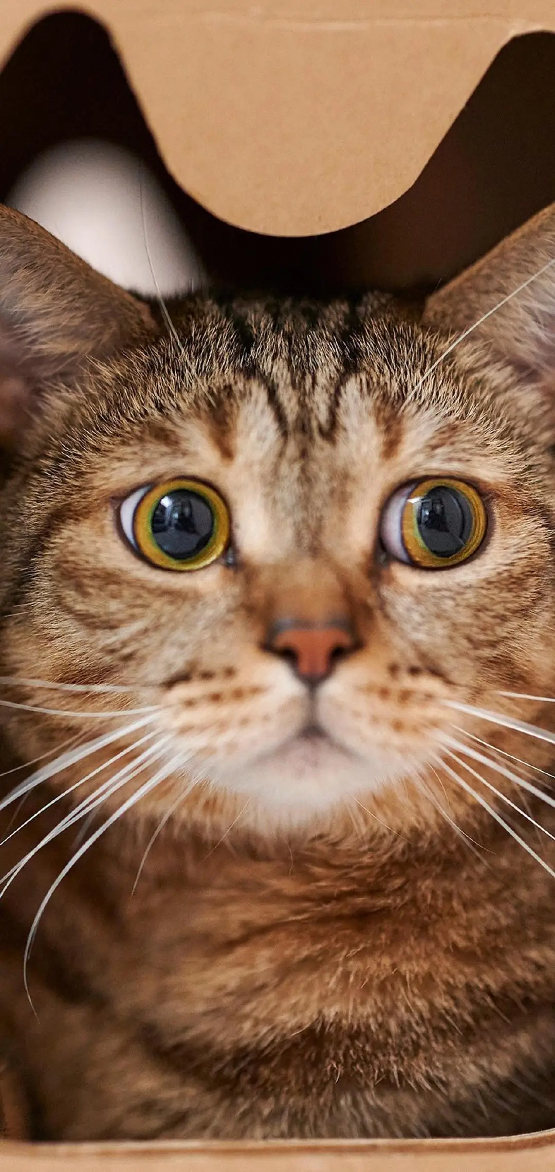 

Датчик NTC F540 3000KV 3300KV 3930KV 4370KV Бесщеточный двигатель для 1/10 RC автомобиля Redcat Electric Volcano EPX PRO Blackout XTE