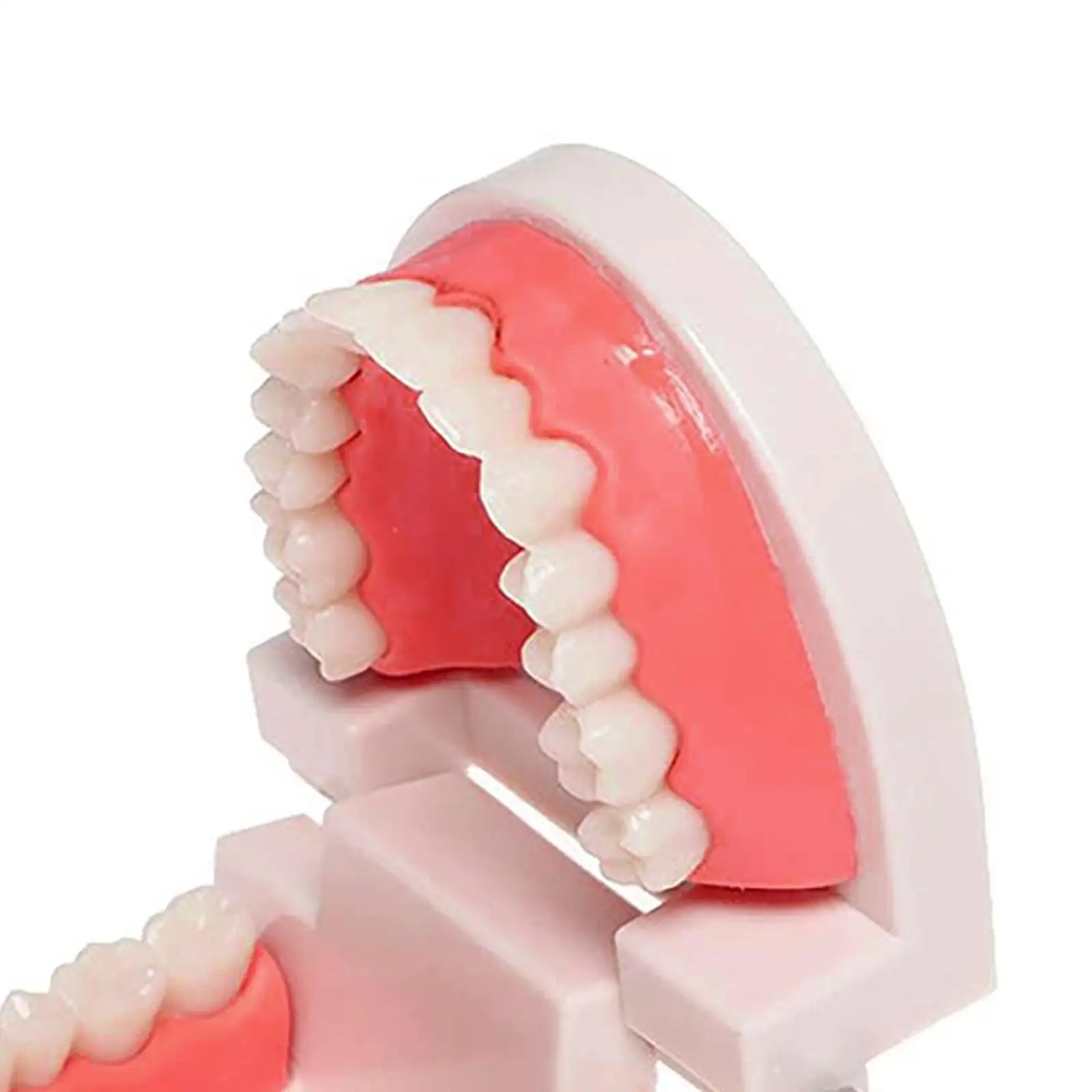 

Plastic Dental Teaching Teeth Model Adult Demonstration Artificial Teeth Set for Assistant Students and Home Care