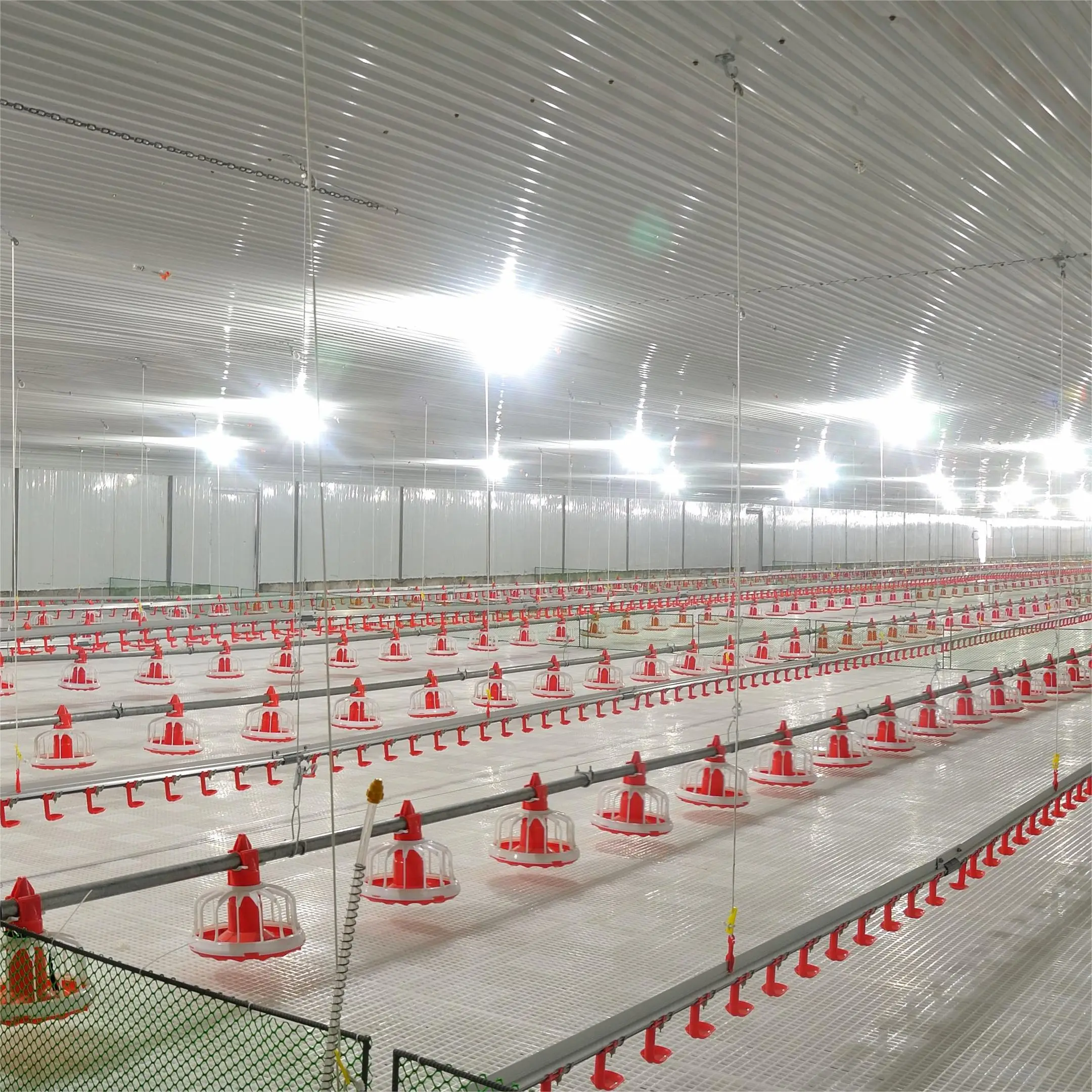 Complete Poultry House Chicken Project Automatic Feeding Equipment Broiler Feed Line System