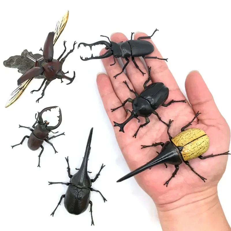 Japanese Genuine Gacha Scale Model Simulation Insect Map of The Mini Beetle Unicorn Action Figure Toys