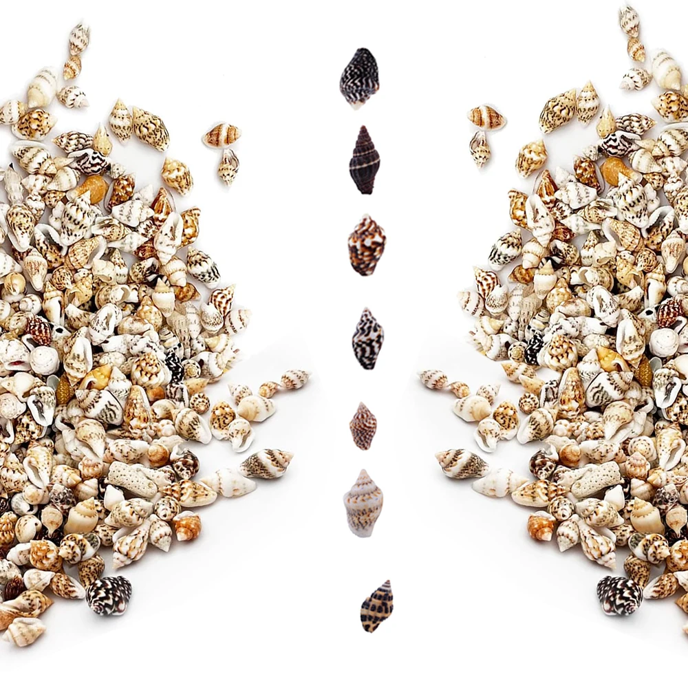 Bulk Mixed Natural Sea Shells - Various Sizes Conch & Nautilus for Beach Crafts, Home Decor, Wedding Party DIY