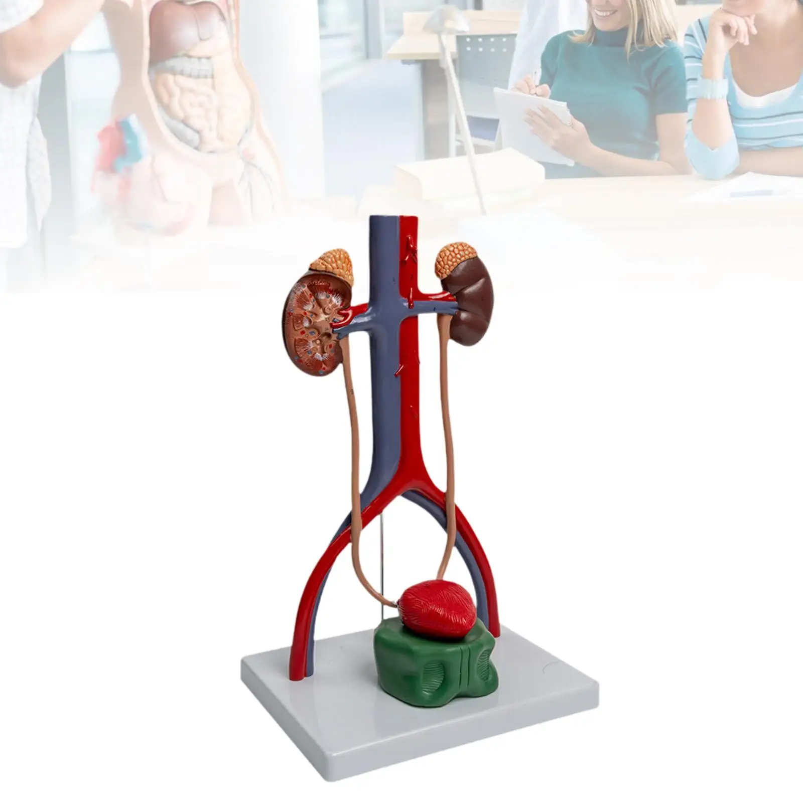 نموذج مظاهرة الجهاز البولي التناسلي تعلم العلوم نموذج الأعضاء التناسلية البشرية إمدادات التدريس نموذج هيكلي كلوي للهدايا