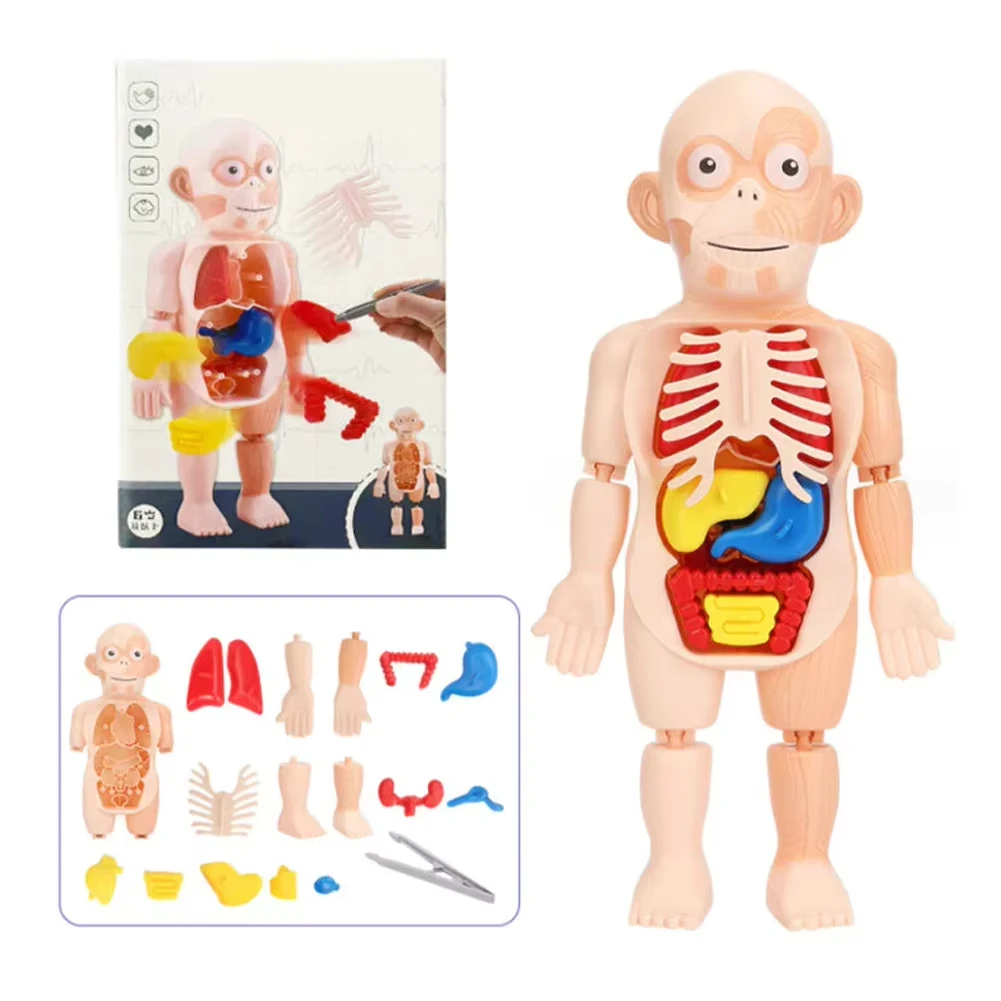 Detachable human organ model, children DIY puzzle medical early science education toys, 3D jigsaw anatomical model toys