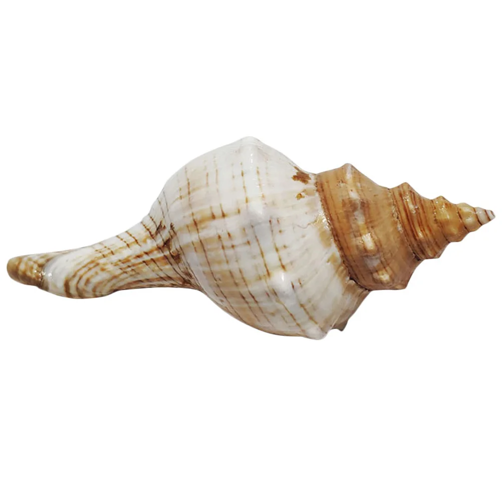 

Delicate Conch Natural Conch Ornament Home Decoration Creative DIY Craft Aquarium Fish Tank Decor Exquisite Beach Party Accent
