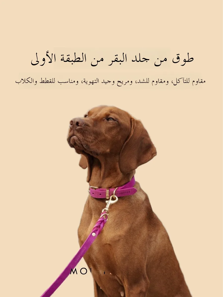 collier-elastique-en-cuir-souple-fait-a-la-main-pour-chiens-et-chiens-point-molly-accessoire-confortable-et-flexible-pour-animaux-de-compagnie