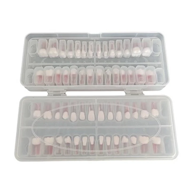 28 pz/set Dentale Endodonzia Denti Modello Bocca Completa Canalare Pratica Modello di Studio Endo Denti Blocco di Formazione