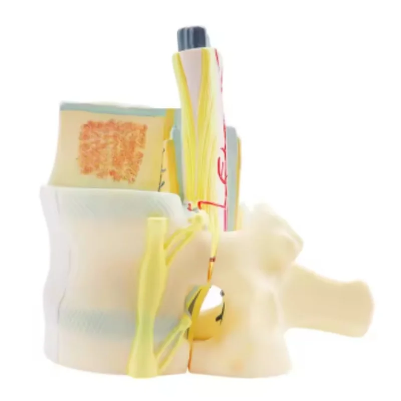 

Биомедицинская обучающая модель позвоночника и позвоночника, модель анатомического скелета из ПВХ для медицинского научного обучения