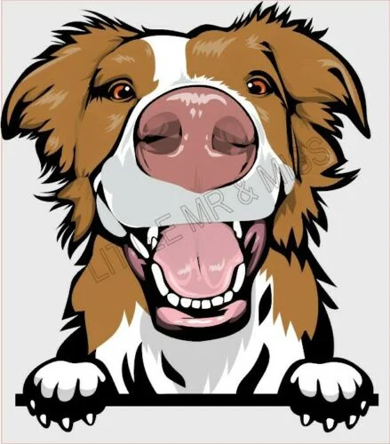 

For BORDER COLLIE Brown Peeking Dog Breed Colour Window Wall Laptop Sticker