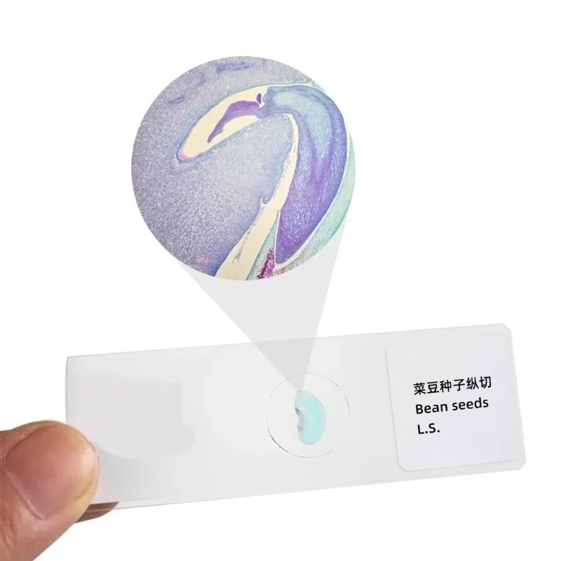 

Bean Seed Longitudinal Section Biological Experiment Microscope Slide Specimens for School Teaching Tools 10/20/30/50PCS