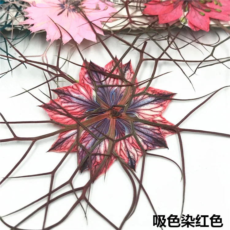 40 piezas de especímenes de se - Resin Art For Photo Frame reseña y precio