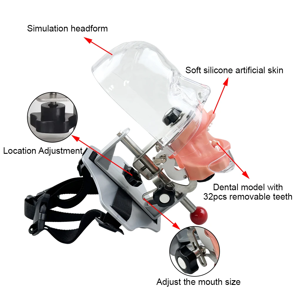 Dental Phantom Head Model With 28/32 Replacement Teeth Dentistry Simulator Typodont Equipment For Dentist Teaching Studying Hot