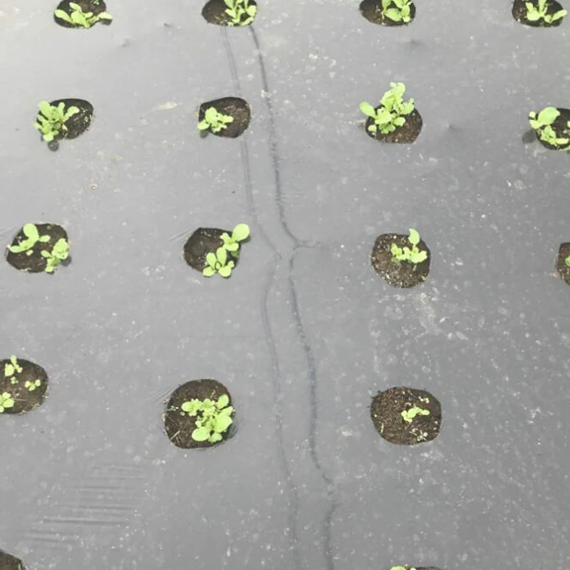 5m czarna folia na ściółkę z 5 otworami PE plastikowa ściółka 0,02mm rośliny rolnicze folia osłonowa ochrona przed mrozem utrzymuj ciepło zwalczanie chwastów — zdjęcie 6