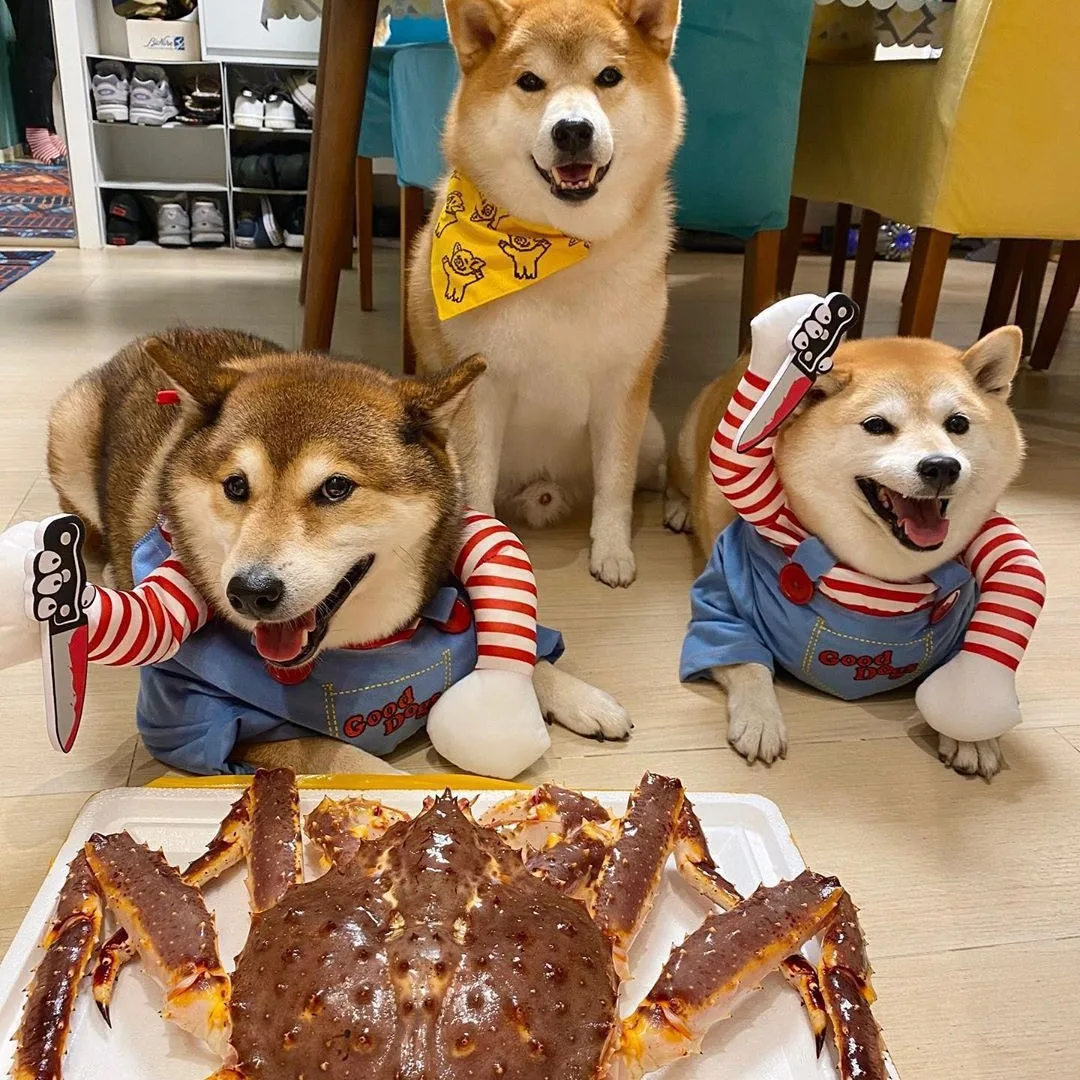 Zabawne ubranka dla psów, kostium na Halloween dla małych, średnich i dużych psów, strój na festiwal, piesek trzymający nóż, przebranie cosplay, prezent na imprezę, odzież dla zwierząt.